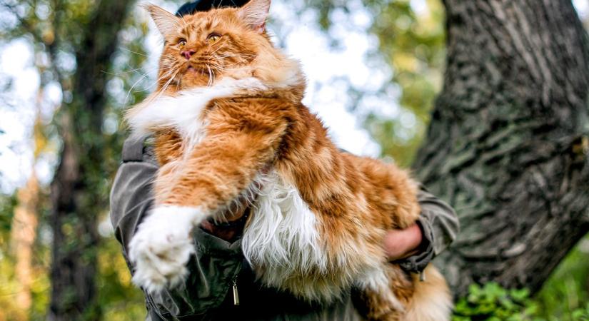 Ekkorák a világ leghosszabb macskái