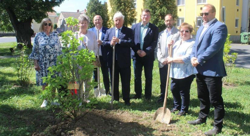 Elültették a születések fáját Celldömölkön