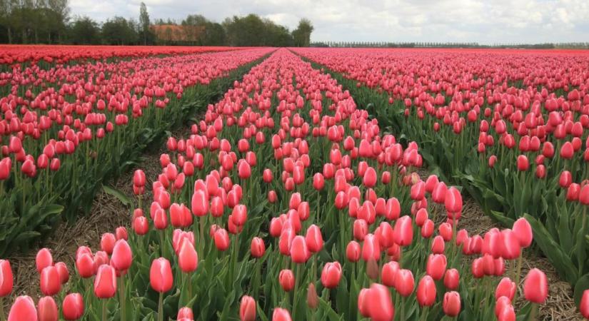 Házakat adtak egyetlen hagymáért: A tulipánmánia, ami majdnem romba döntötte Európát