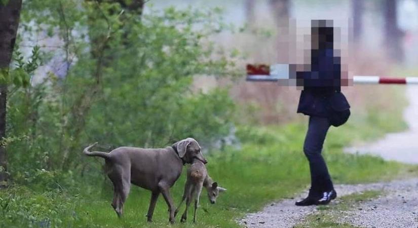 Bambi tényleg cuki, de egyetlen felelőtlen döntés az életébe kerülhet
