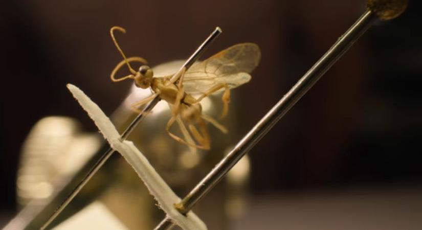 Darazsat neveztek el David Attenborough-ról a 100. születésnapja alkalmából
