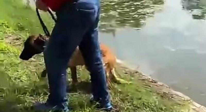 Büntetőeljárás indult: egy férfi megpróbálta vízbe fojtani kutyáját (VIDEÓ)