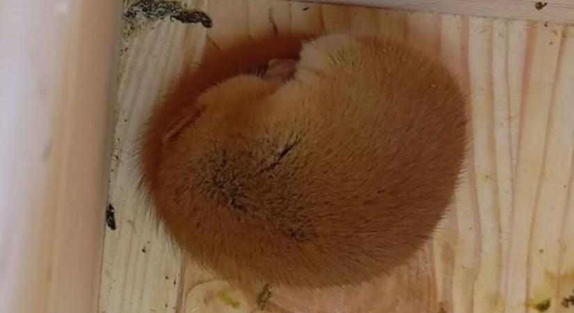Megérkezett az első lakó: különleges állat költözött az Eger közeli erdőbe