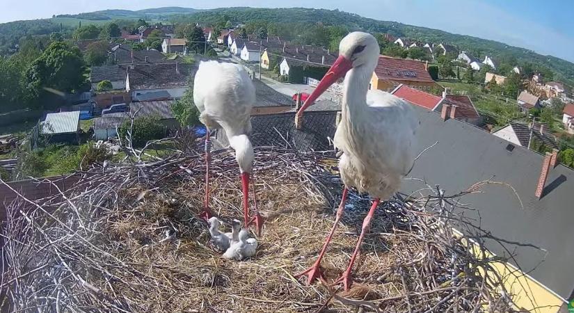 Éjjel-nappal figyeli az ország a kedvenc somogyi gólyafészket
