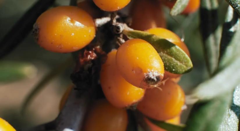 Tízszer annyi C-vitamin van benne mint a citromban, ráadásul ingyen, mégsem esszük