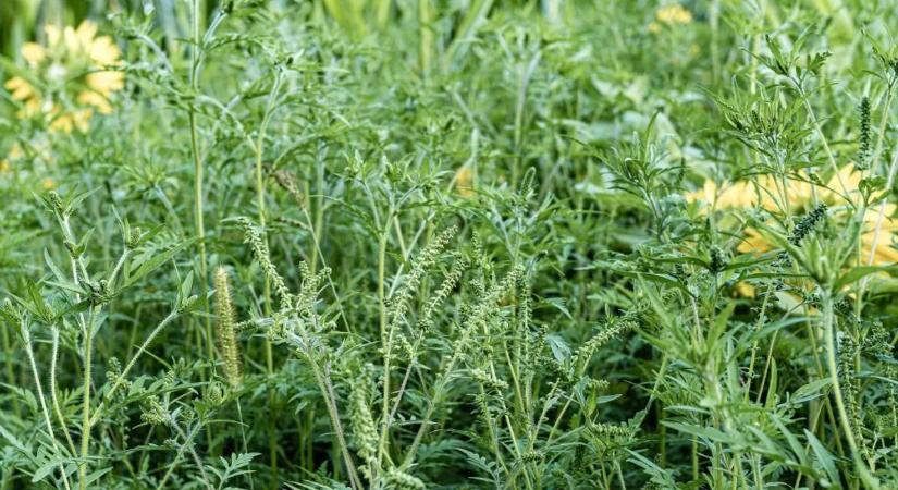 Ez az agresszív pollen egyre több embert sújt nálunk is
