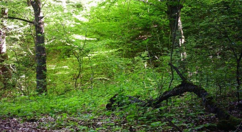 A Bükk eldugott dombjai között nyílik Magyarország legdrágább orchideája
