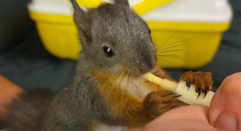 Könnyekig megható videó: így küzd a kis mókus Mályiban