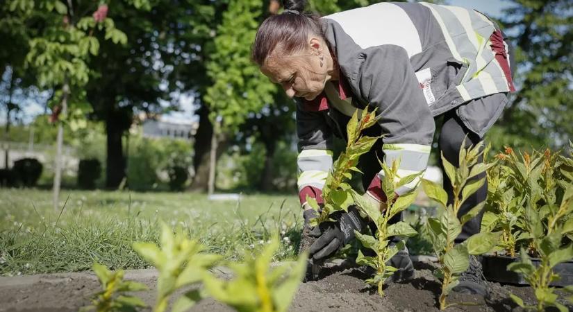 Nyolcvankétezer egynyári és évelő palántát ültetnek el Győrben - Elkezdték a virágosítást - fotók
