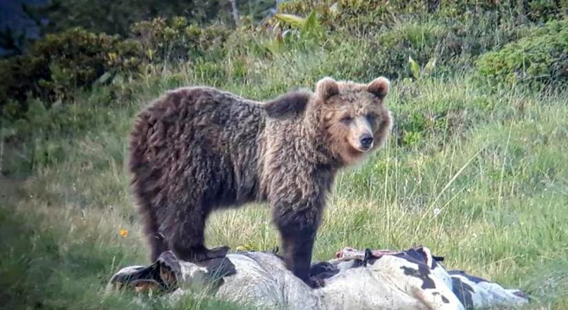 Hatalmas medve kóborol a környéken - életveszélyben vannak az Aggtelek környéki turisták?