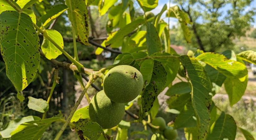Diófa metszése: mikor biztonságos, és mi az, amit nem szabad levágni?
