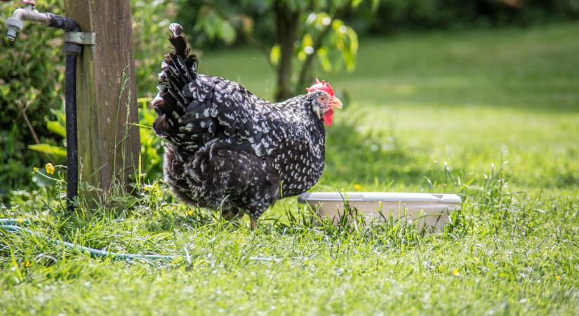 Bóbitás vagy kopasznyakú lesz az ország legszebb tyúkja?