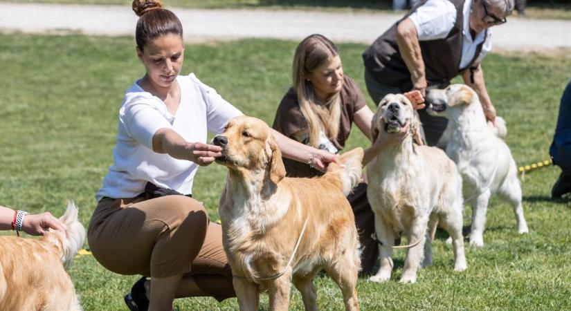 Igazi kutyás álomvilággá változott a Károlyi-kastély (galéria, videó)
