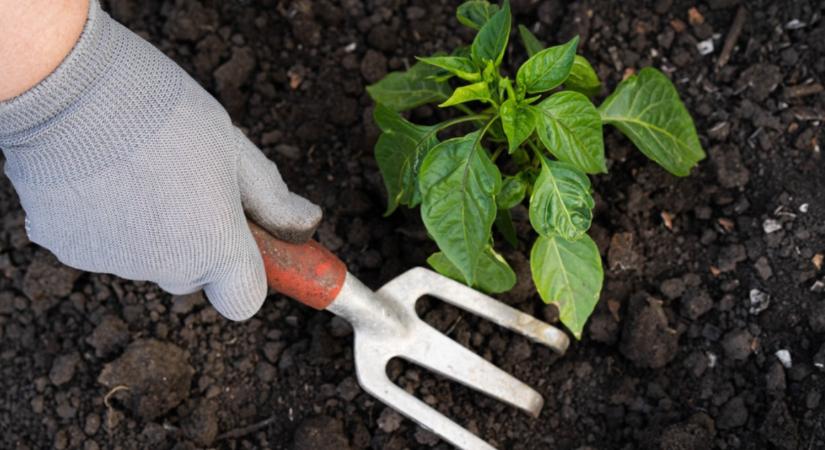Ezért dobja le a virágát a paprika – és így hozhatod helyre