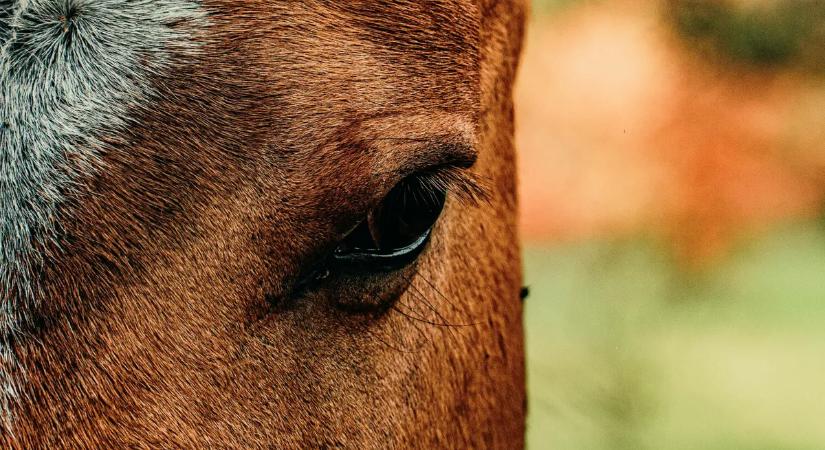 Pánik tört ki a Kincsem Parkban, újra kellett éleszteni egy lovat