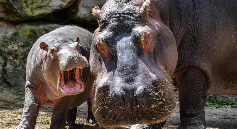 Megkóstolta és kiköpte a víziló a túravezetőt