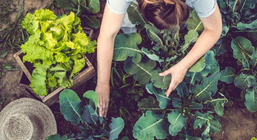 Felejtsd el a vegyszereket, ez az olcsó megoldás segít a kártevők ellen
