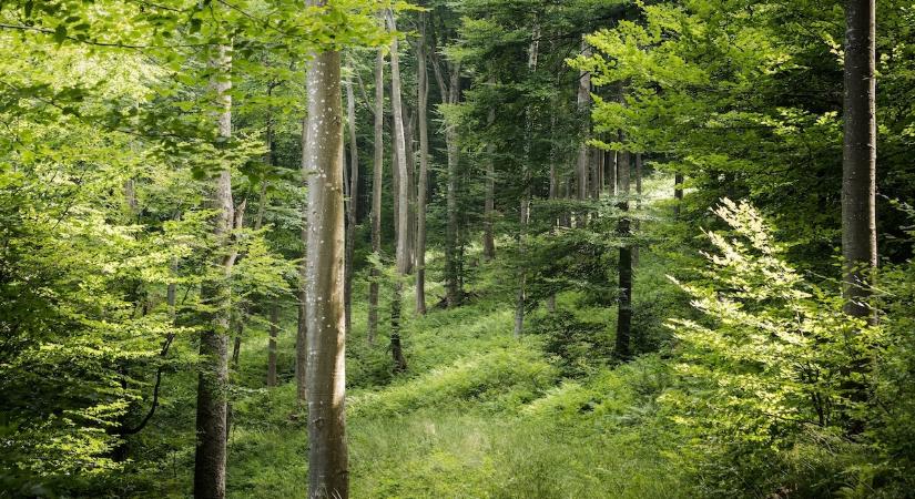 Meghallották a fák „kiáltásait” – döbbenetes, mit fedeztek fel a kutatók