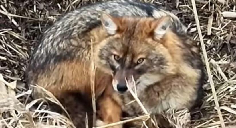 Ez nem természetfilm, ez maga a valóság: döbbenetes videón a Balaton-felvidéki Nemzeti Park új kincse