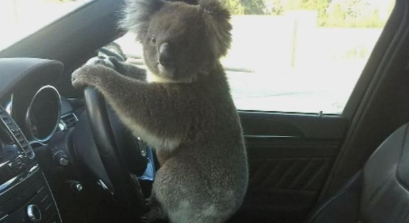 Tömegkarambolt okozott egy autópályára tévedt koala