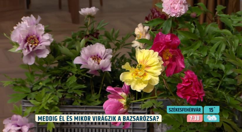Évtizedekig díszítheti a kertet – de egyetlen hiba a bazsarózsa végét jelentheti
