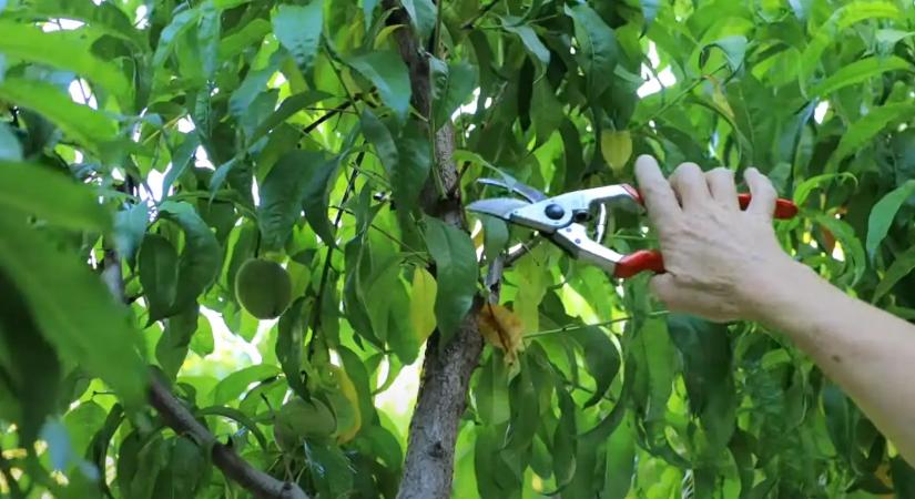 A nagyapám sosem várt nyár végéig a metszéssel: ettől a trükktől jövőre is roskadozni fognak a gyümölcsfáid