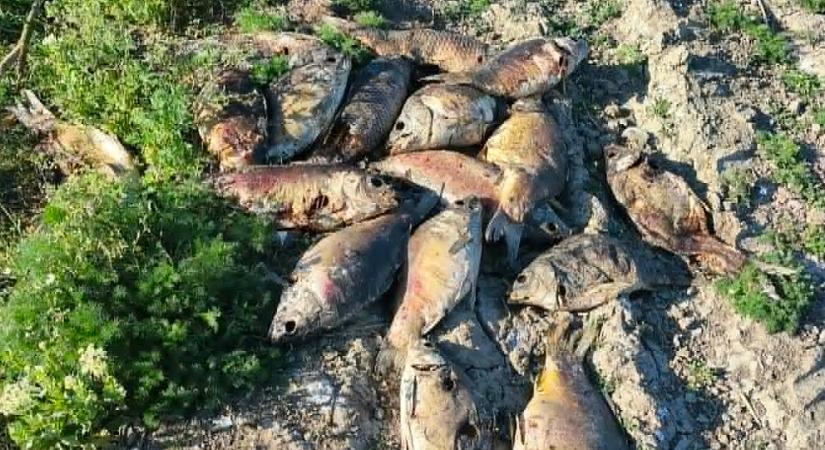 Tömeges halpusztulás a Hortobágyi Halgazdaságnál – mi történhetett?