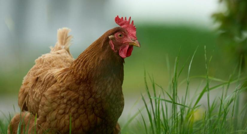 Százezres díjak a legszebb tyúkoknak – Ne maradj le a május 20-i határidőről!