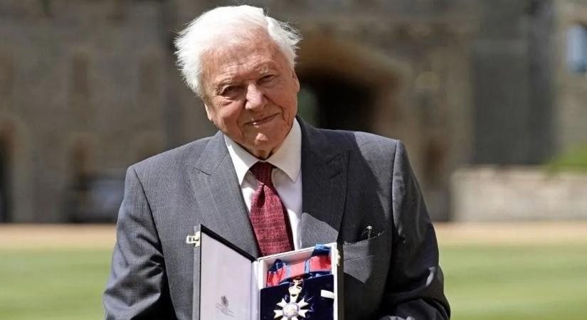 Különleges élőlény kapta Sir David Attenborough nevét – egy újonnan azonosított darázsfaj