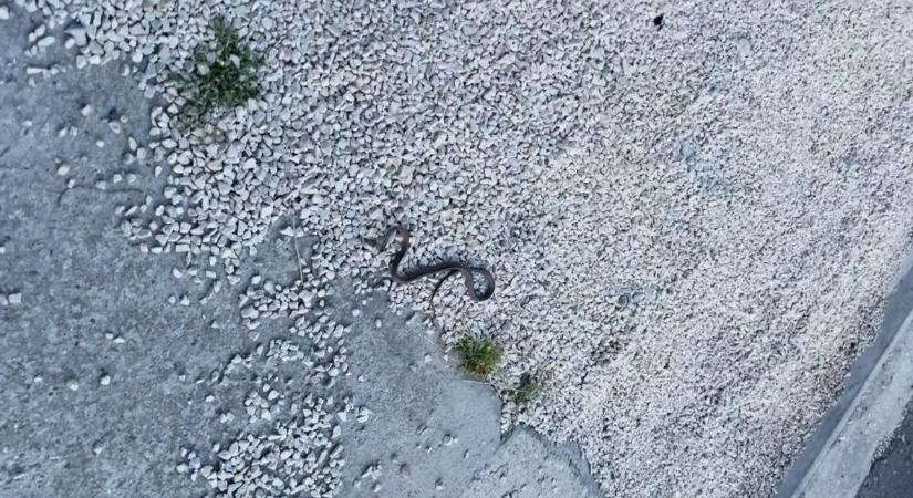 Már a városban is megjelentek: fiatal kígyót rögzítettek Pécsen (VIDEÓ)