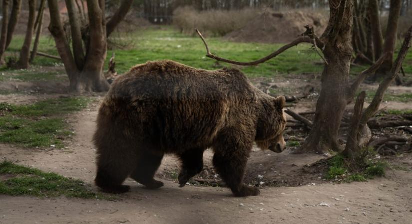 Halálos medvetámadás miatt lőnék ki a mackókat Erdélyben