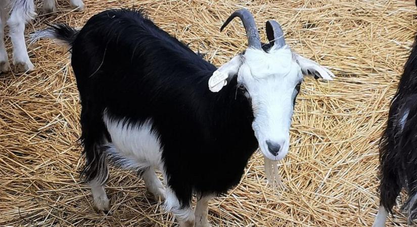 A négylábú bozótvágó: Miért a magyar parlagi kecske a legjobb fegyver az inváziós fajok ellen?