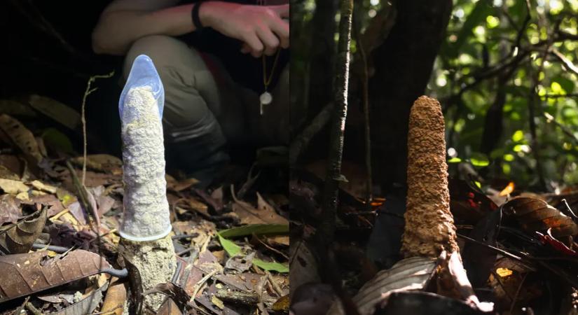 Gumi óvszerekkel fejtették meg a kabócák fallikus tornyának rejtélyét
