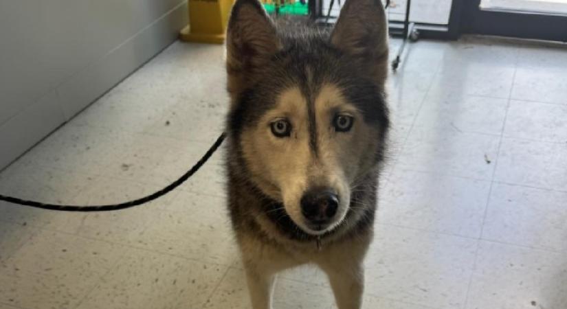 Leolvasták a husky chipjét az állatvédők: Majd mindenki megnémult