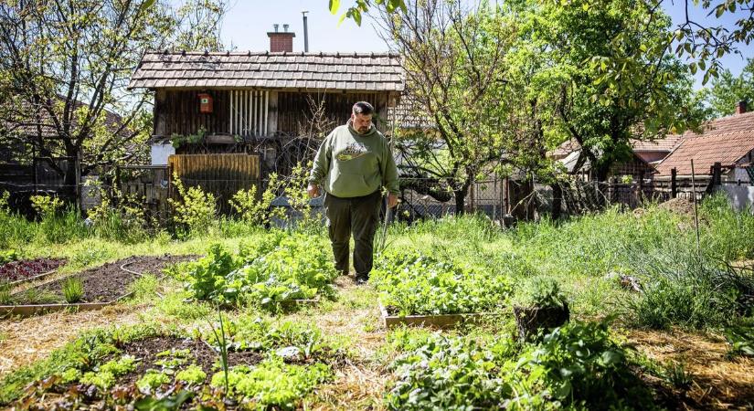 Falánk kártevők támadják a kerteket országszerte – mutatjuk, hogyan tarthatja távol őket!