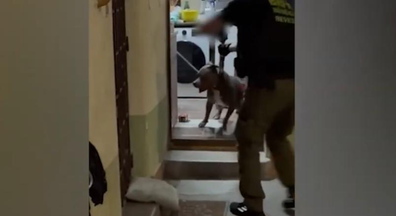 Egy dühös kutyával találták szembe magukat a rendőrök a XIII. kerületi drogkereskedő lakásán – videó