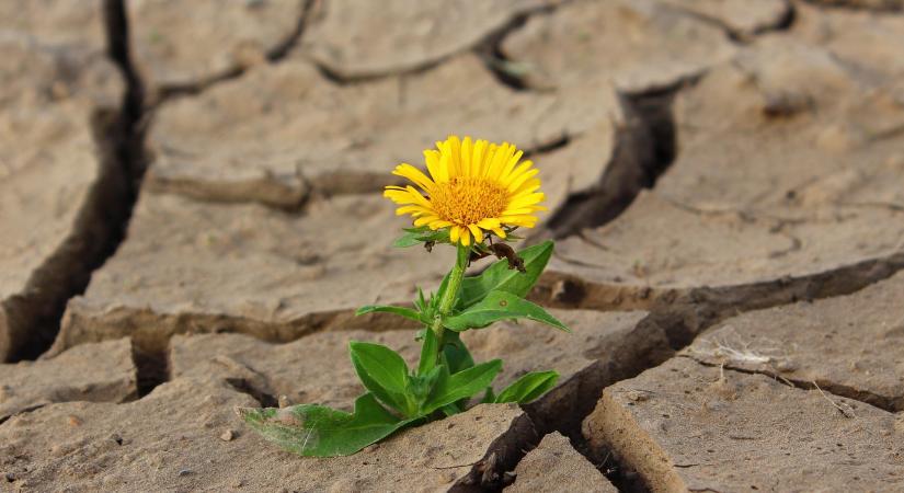MBH Agrártrend Index: Az iráni háború és az időjárás is kihívás elé állítja az ágazatot
