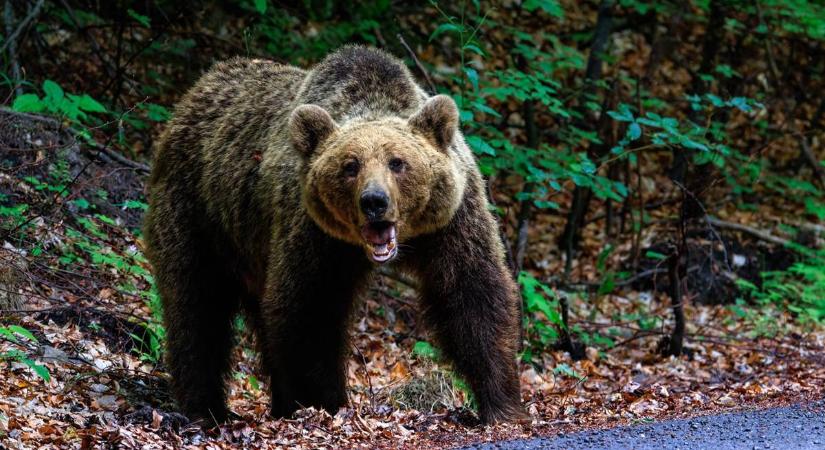 Medvetámadás okozhatta két ember halálát Erdélyben, minisztériumi engedélyt kérnek a kilövéshez