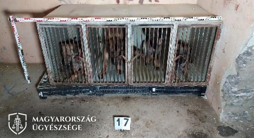 Kegyetlen állatkínzás Cegléd mellett: volt olyan kutya, amelyik a napfényt sem láthatta