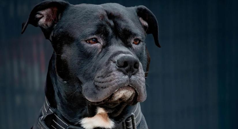 Amerikai staffordshire terrier őrizte a kokaint a pisztollyal együtt a budapesti lakásban – videóval