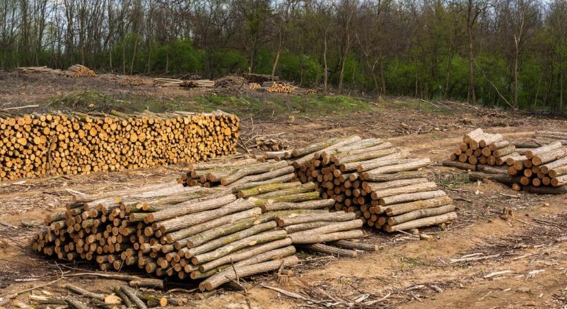 Gajdos László követ dobott az állóvízbe: megkezdődött a találgatás a fakitermelésről