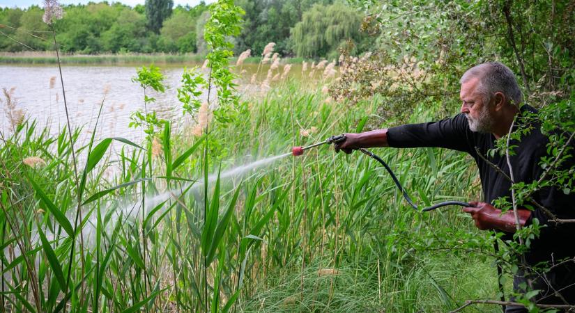 Idén nyáron kevesebb lesz a szúnyog? Kezdődik a gyérítés, de a ház körül erre figyelni kell