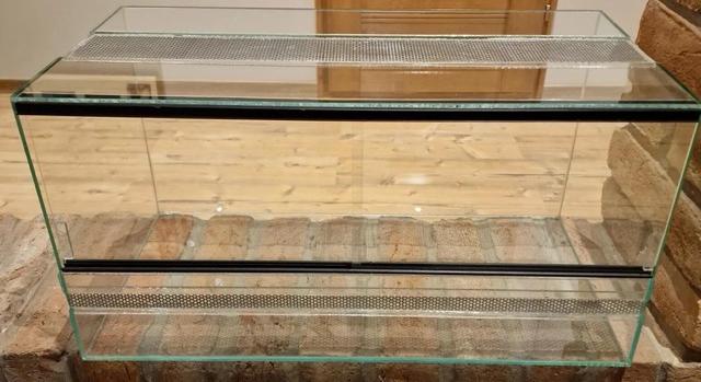 A vitorlásgekkók különleges bája a terráriumokban