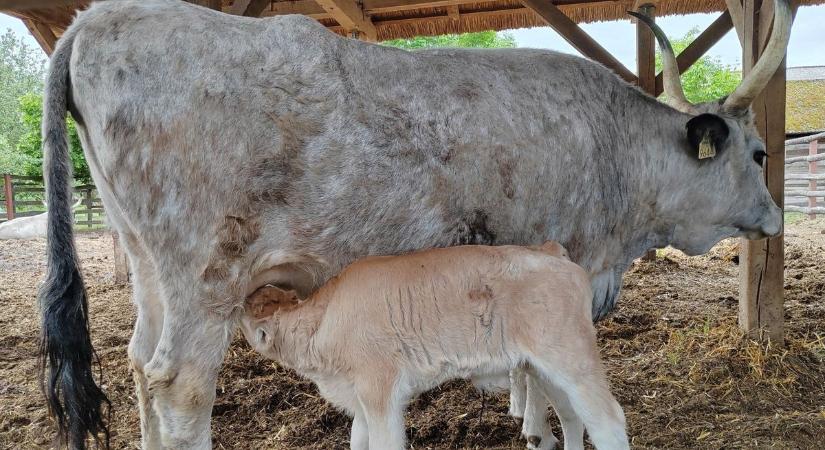 Akár Ön is névadója lehet a nemrég született bikaborjúnak