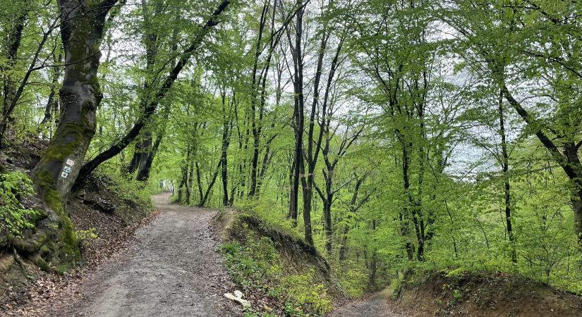 Májusi túra a Börzsöny legszebb panorámaútján