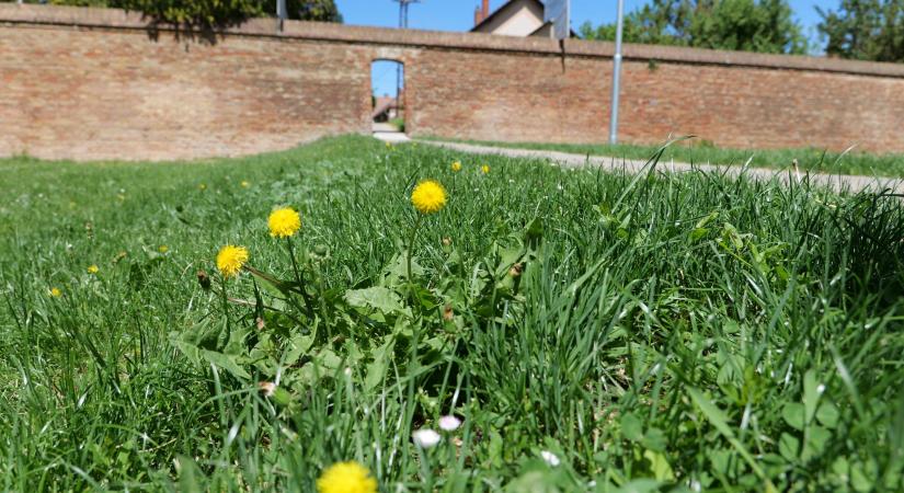 Vágatlan május: az aszály miatt ezentúl nem vágják egycentisre a füvet Vásárhelyen