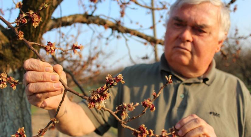 Sokkoló számok: van, ahol 100 százalékos pusztítást végzett a fagy