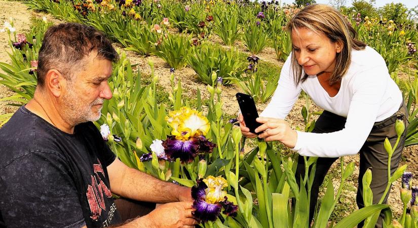 Ezernyi virág pompázik és látogatókra vár a gyönyörű hegyen (galéria)