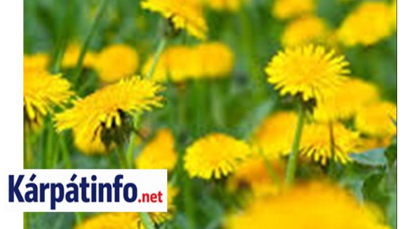 A kertedben nő a csodaszer az Alzheimer ellen
