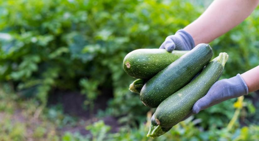 Meglepő ok miatt keserű a cukkini – Ezt kevesen tudják!